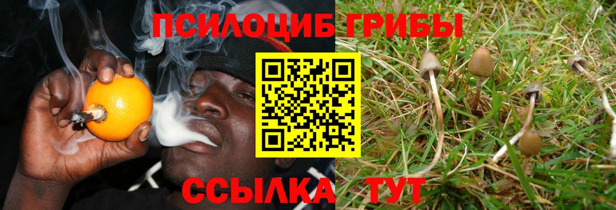Псилоцибиновые грибы прущие грибы Гай